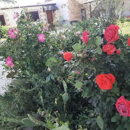 Homestay Il Gelso Affitti Brevi *